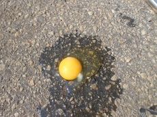An egg was placed on the sidewalk behind Stomping Grounds to test its cooking temperature.